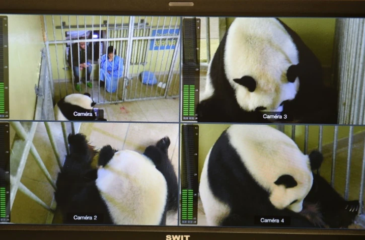 Capture d'écran montrant la femelle panda Huan Huan dans sa cage après avoir donné naissance à deux bébés, le 4 août 2017 au zoo de Beauval à Saint-Aignan-sur-Cher (Loir-et-Cher)