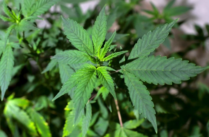 Légaliser le cannabis et réinvestir les profits générés dans la prévention et la lutte contre le trafic: dans un rapport iconoclaste publié jeudi, des économistes chargés de conseiller le Premier ministre fournissent un vademecum pour en finir avec "l'échec" de la prohibition