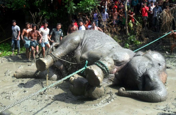 Une femelle éléphant de quatre tonnes a dû être tranquilisée avec le tir d'une fléchette pour être secourue par des villageois, dans le district de Jamalpur à 150 kms au nord de Dacca, le 11 août 2016