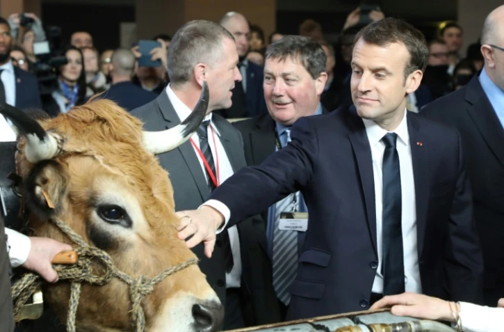 Emmanuel Macron caresse une vache au salon de l'Agriculture, le 24 février 2018 à Paris.
