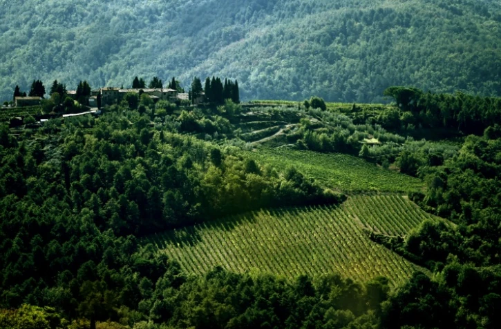 Le vignoble de Greve in Chianti, près de Florence. Dans la région du Chianti, la première appellation contrôlée a vu le jour il y a 300 ans