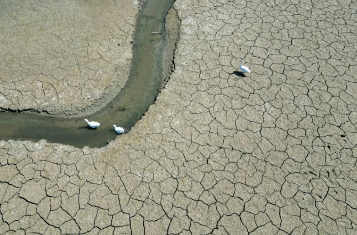 Des oies se déplacent sur un étang presque asséché près d'Oud-Hervelee, en Belgique, le 14 mai 2025