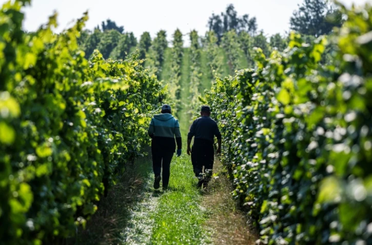 Des vendangeurs dans le domaine Lindicke, à Werder dans le nord de l'Allemagne, le 9 septembre 2025 