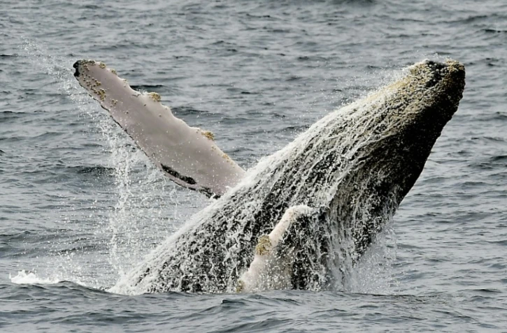 Photographie d'une baleine prise sur la côte de Puerto Lopez en Equateur, le 21 octobre 2015