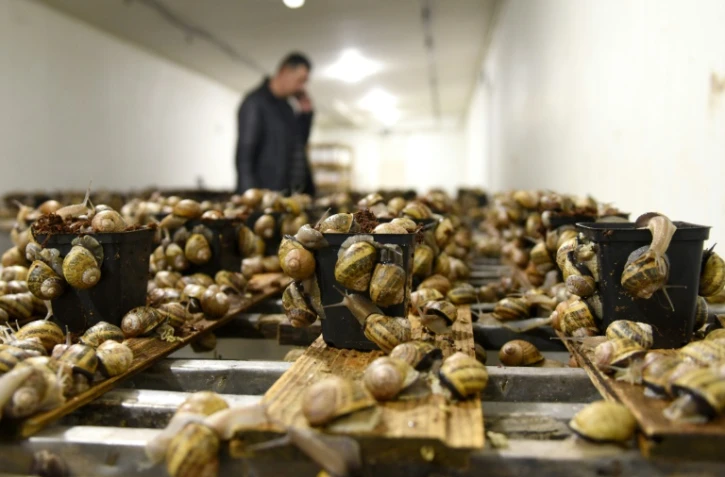 La ferme d'escargots d'Ivan Iouskevitch à Solonka, en Ukraine, le 20 avril 2022