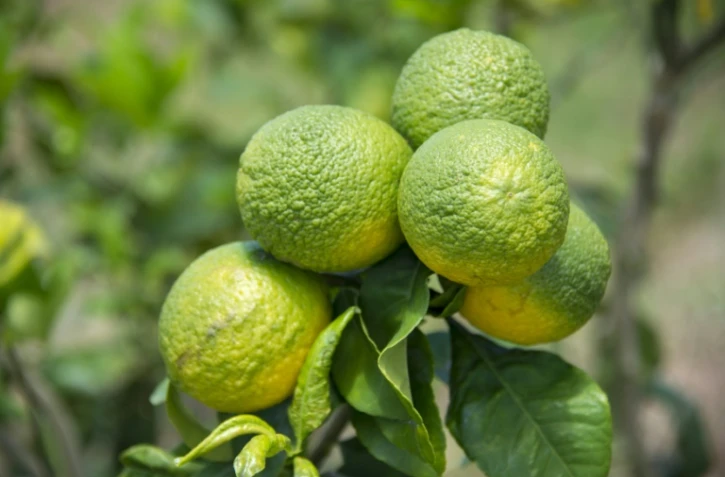 Photo prise le 9 avril 2018 de citrons atteints par la maladie du dragon jaune, également appelée "citrus greening", dans une plantation du Cirad (Centre de coopération internationale en recherche agronomique pour le développement)