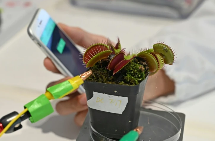Des électrodes 
reliées à une plante carnivore dans un laboratoire de l'université technologique Nanyang (NTU), le 24 mars 2021 à Singapour
