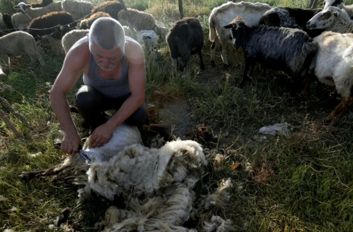 Un berger tond des moutons dans un enclos près de Vlora, le 12 juin 2024 en Albanie