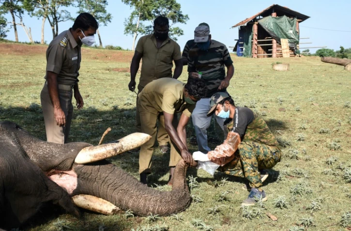 Des veterinaires effectuent un prélèvement sur un éléphant captif pour un test de dépistage au Covid-19 le 8 juin 2021 au Camp d'éléphants de Theppakadu, au Tamil Nadu, dans le sud de l'Inde