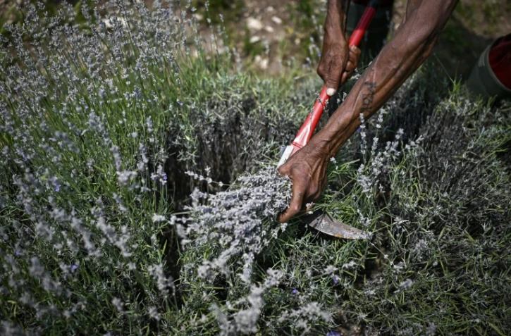 Un homme cueille de la lavande près du village de Zelenikovo, dans le centre de la Bulgarie, le 12 juillet 2023