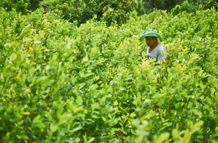 Un cultivateur de coca à Policarpa, en Colombie, le 15 janvier 2017