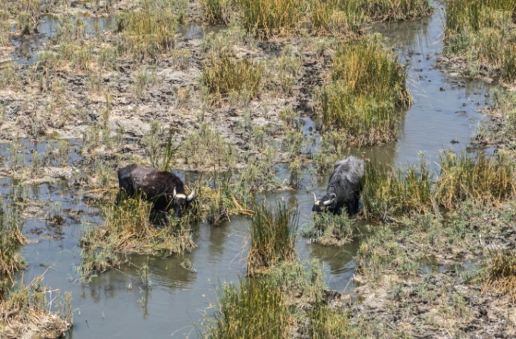 Des buffles d'eau dans les marais de Chibayish, frappés par la sécheresse, dans le sud de l'Irak, le 19 août 2025