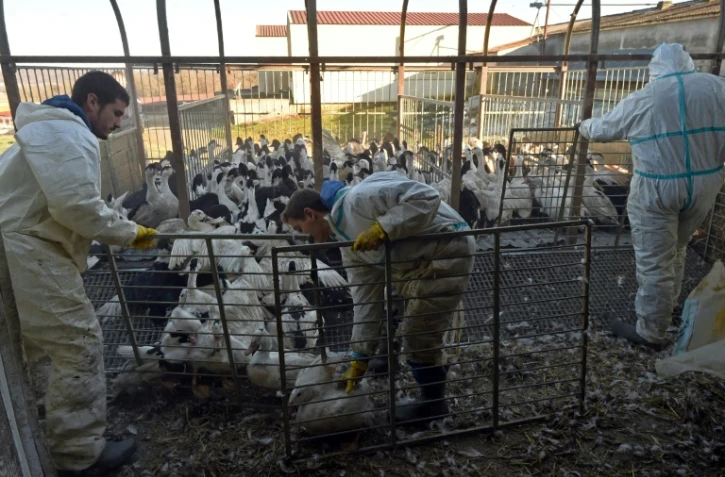 Un élevage de canards dans une ferme avant leur abattage le 6 janvier 2017 à Belloc-Saint-Clamens dans le Sud-Ouest