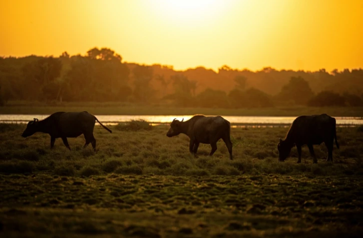 Des buffles d'Asie sur des terres agricoles au coucher du soleil à Soure, sur l'île de Marajo, dans l'État de Para, le 4 septembre 2023 au Brésil