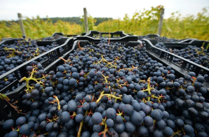 Du raisin prêt à être transporté dans un vignoble près de Scaynes Hill, appartenant au département vin du Plumpton College dans le sud de l'Angleterre, le 12 octobre 2015