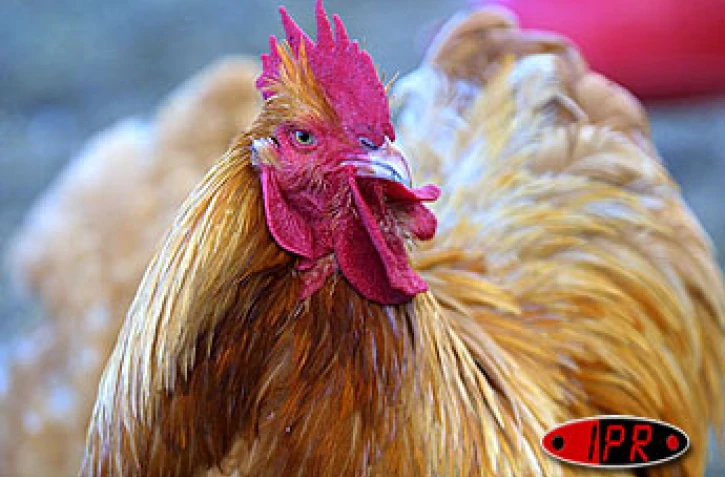 La foire agricole de Bras Panon aura lieu du vendredi 30 avril au vendredi 9 mai 2004