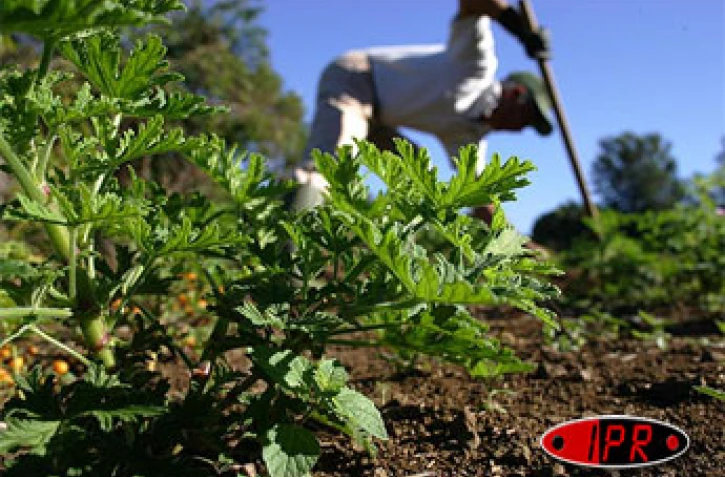 Mercredi 9 novembre 2005 -

Le premier guide d'évaluation des risques professionnels dans le domaine agricole a été présenté par la caisse générale de sécurité sociale