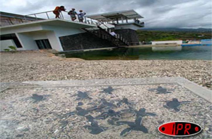 Jeudi 24 août 2006 -
Kélonia, le royaume Marinette la tortue marine