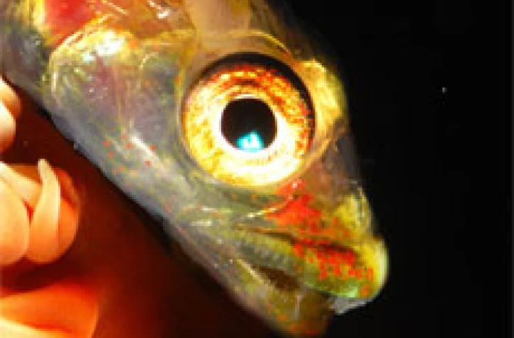 Championnat du monde 2007 de photo sous marine
Photo Laurent Beche (France - Réunion - vice champion du monde)