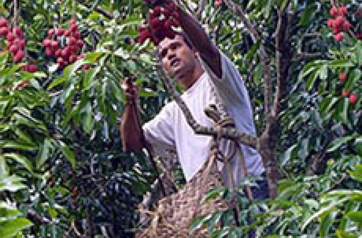 Fruit rouge à chair blanche, le letchi est très appréciés des Réunionnais