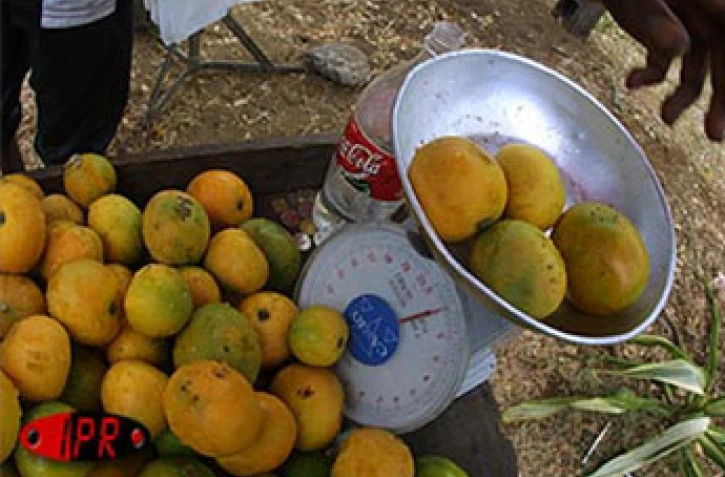 Qu'elles soient carotte, sauvage, josé, auguste ou américaine, les mangues font partie des fruitss préférés des Réunionnais