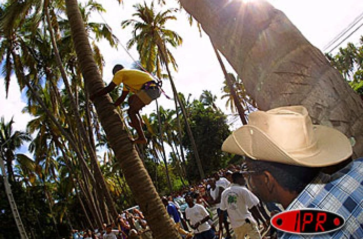 Lors d'un précédent concours de grimper de cocotiers