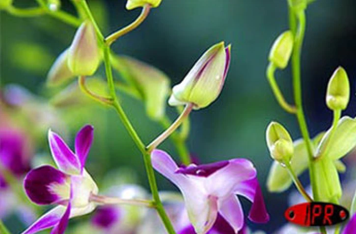 Exposition d'orchidées à Saint-André (Est) en septembre 2001