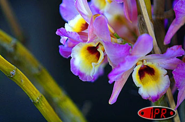 Les orchidées seront à la fête de mercredi à dimanche à
Saint-André.