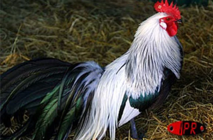 Le conservatoire agricole de l'Océan Indien a ouvert ses portes au public le 1er février 2001 à Piton Saint-Leu (Ouest). Le parc regroupe une centaine de races rares de poules d'ornement et de chair