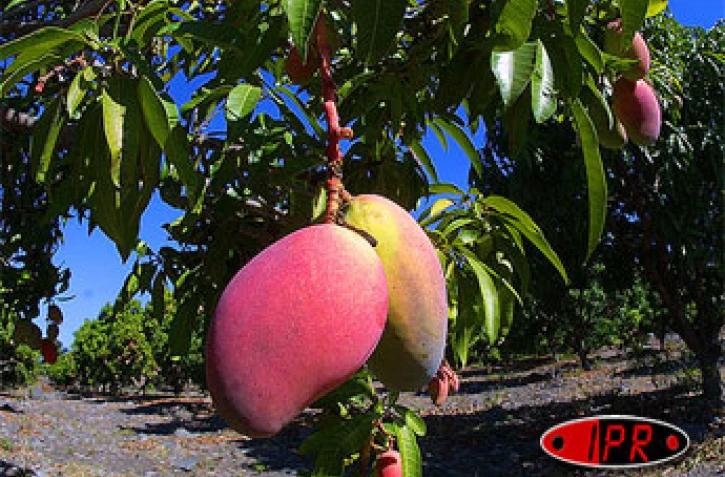 L'ananas, la mangue, le letchi et le fruit de la passion sont les fruits les plus concernés par l'export