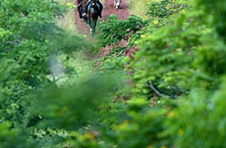 Randonnée à cheval pour jouer au cow-boy sous les tropiques