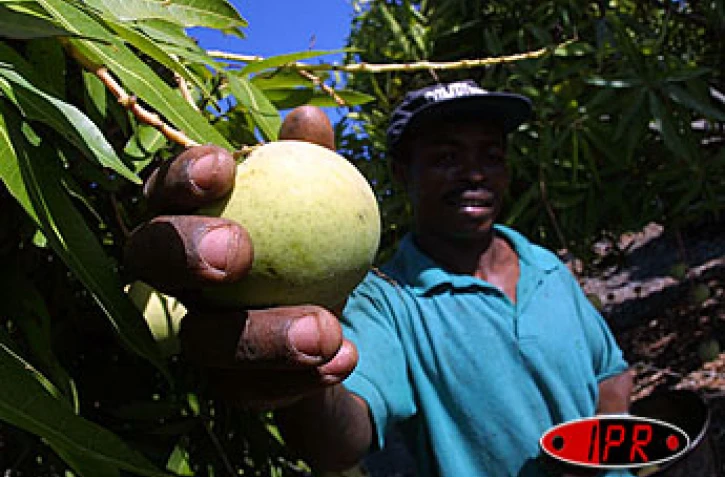 Conséquences du mauvais temps, les mangues ont fait partie des fruits rares en 2002