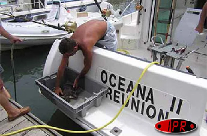 Samedi 4 novembre 2006 -
Dorina la jeune tortue a été sauvée des mailles d'un filet de pêche - Photo Kélonia