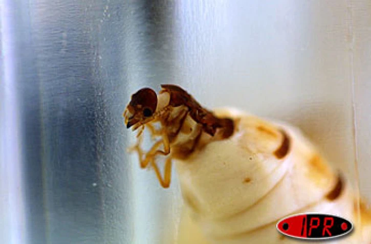 Termite adulte. Ce parasite cause des dégâts considérables notamment sur les boiseries