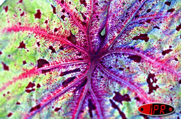 Le rideau est tombé lundi soir 21 avril 2003 sur la deuxième édition du festival des plantes. Cette année se sont les plantes rares et endémiques qui ont été à l'honneur comme en témoigne cette feuille de caladium