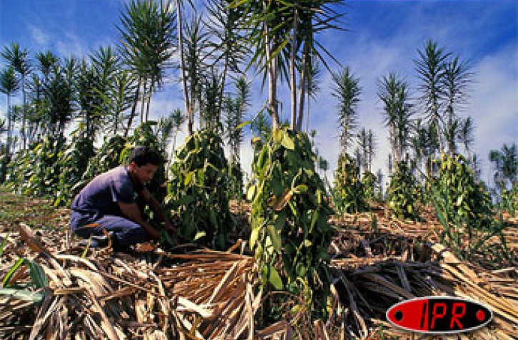 Février 2007

La vanille locale aura bientôt son appellation d'origine contrôlée (AOC)