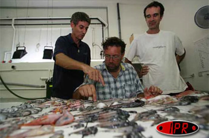 Lundi 9 avril 2007 -

Des centaines de poissons morts, dont plusieurs d'espèces inconnues, ont été trouvés au large de Saint-Philippe dans la zone où la lave se jette dans l'océan