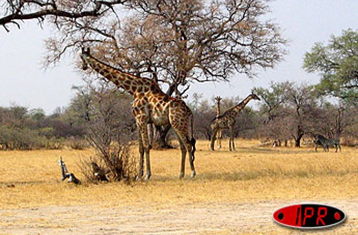 Parc de Hwange Ngwethla Camp est
Photos Nathalie Lecomte - José Moreau
