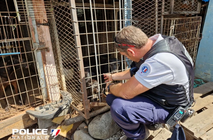 animaux - police - Le Port