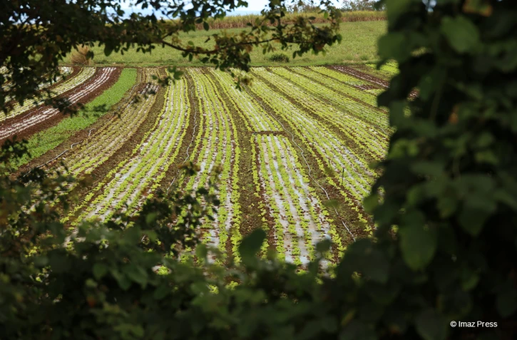 champ de salade
