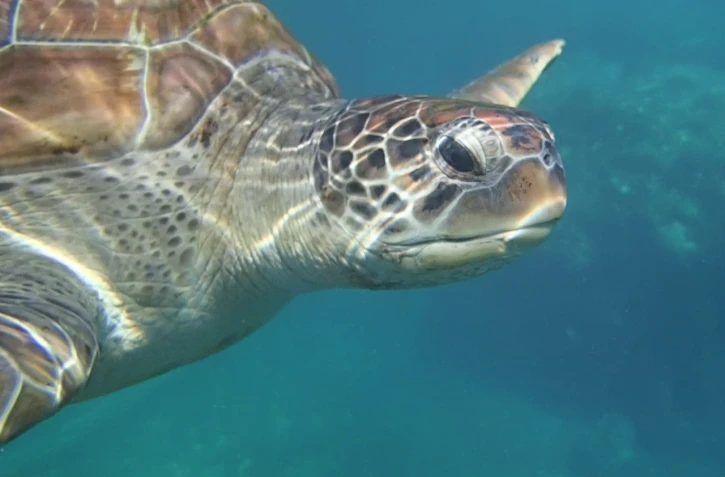Tortue imbriquée Croupette