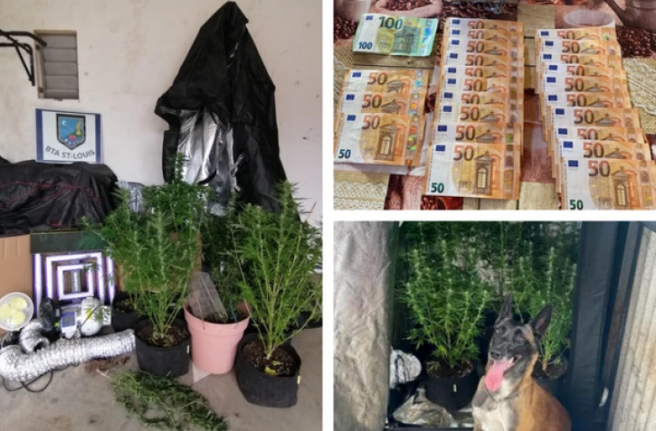 Saint-Louis : des pieds de zamal et une chambre de culture découverts avec trois mille euros d’argent liquide