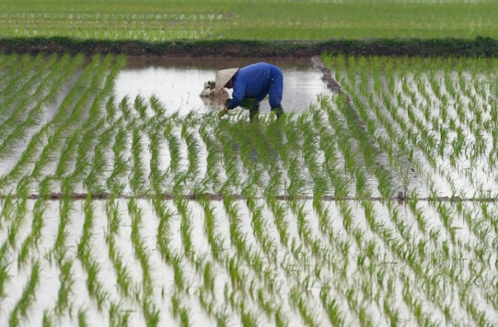 Au Vietnam, des pistes pour réduire l'impact du riz sur le réchauffement climatique