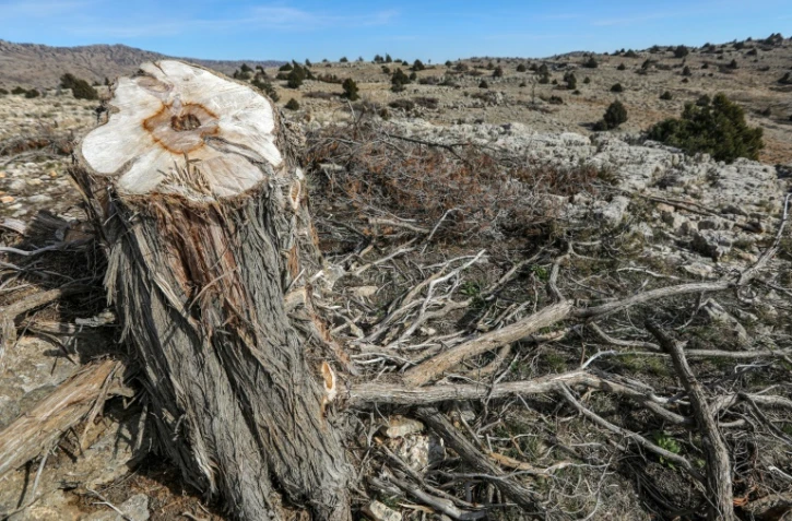 Au Liban, des arbres millénaires menacés par l'abattage illégal
