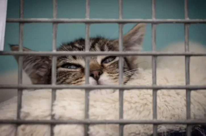Un chat attend dans une cage au refuge pour animaux de la Société de protection des animaux, à Chamarande, en Essonne, le 29 juillet 2021 ( AFP / BERTRAND GUAY )