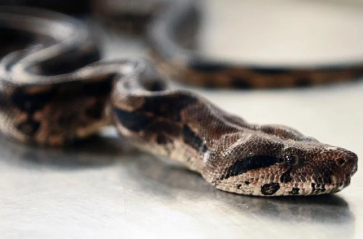boa constricteur
