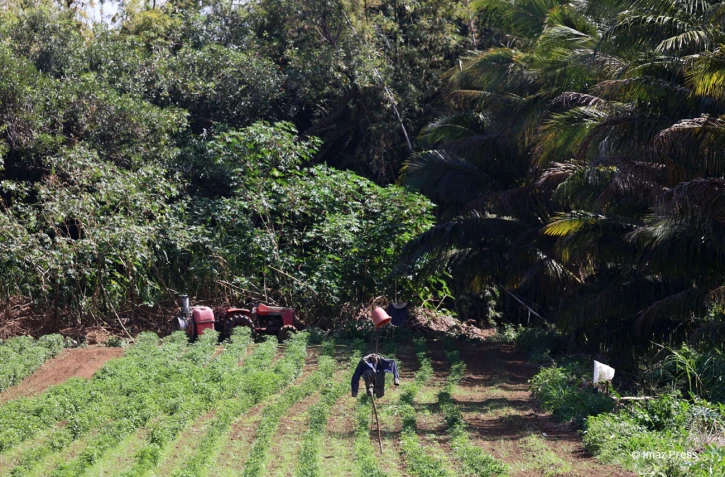agriculture piment