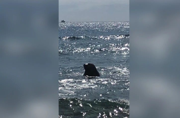 éléphant de mer à Saint-Gilles septembre 2022