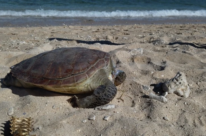 cadavre d'une jeune tortue verte retrouvée aux brisants (Photo Kelonia)