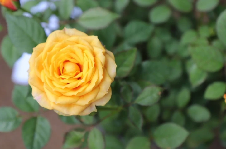 Le Tampon : plus de 14.000 visiteurs aux FlorilĂšges 2021